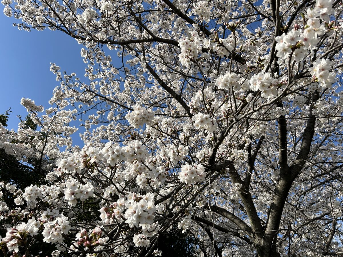 花園中央公園の桜